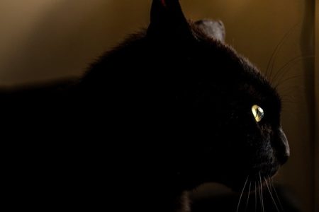 superstition-chat-noir