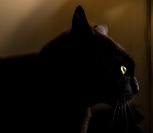 superstition-chat-noir