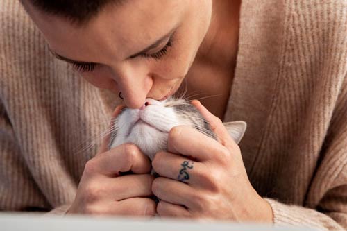 Chat qui frotte sa tête