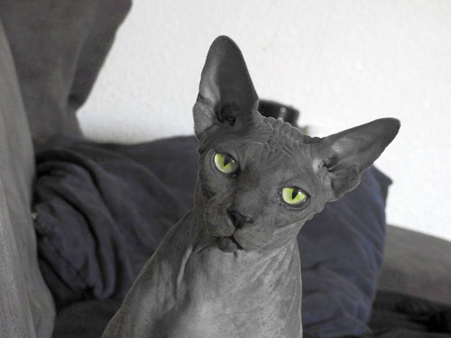 Chat sphynx gris qui ronronne