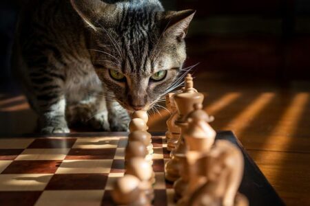 Chat qui joue aux échècs