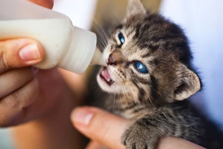 chaton avec biberon de lait